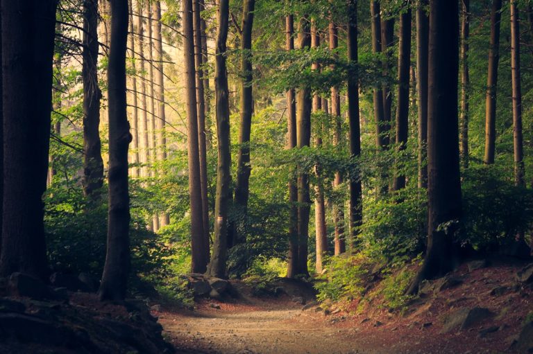 Boranup karri forest