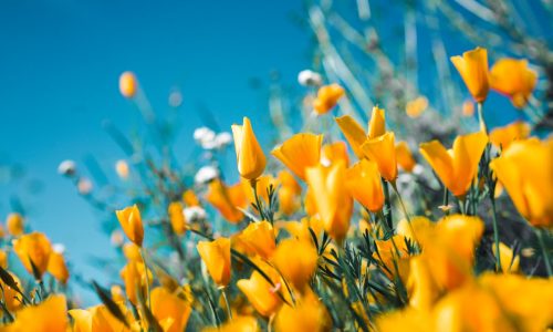 Wildflowers of the South West